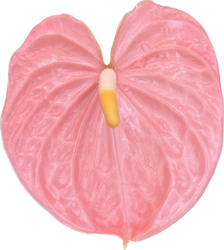 Anthurium Farao