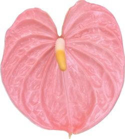 Anthurium Farao