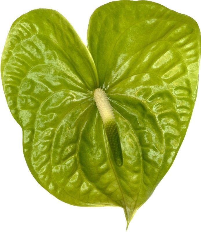 Anthurium Grand Slam