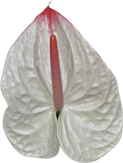 Anthurium Lybra
