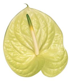 Anthurium Marysia