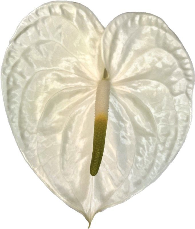 Anthurium Milonga