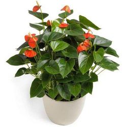 Anthurium Mini