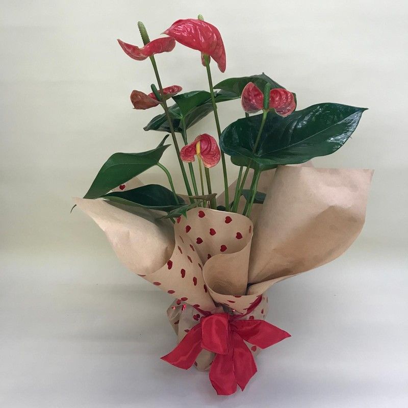 Anthurium Mini San Valentín