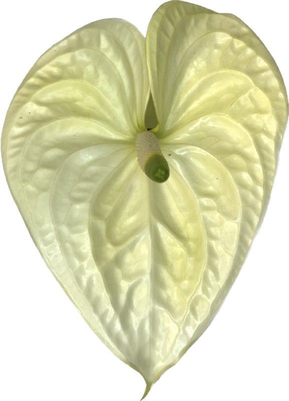 Anthurium Moments