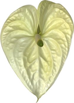 Anthurium Moments
