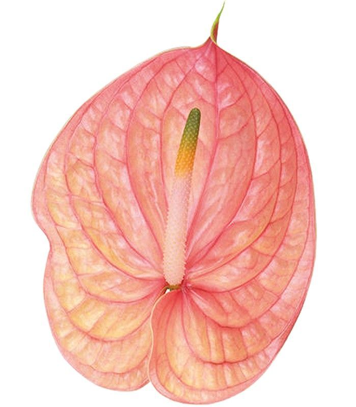 Anthurium Nunzia