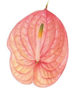 Anthurium Nunzia