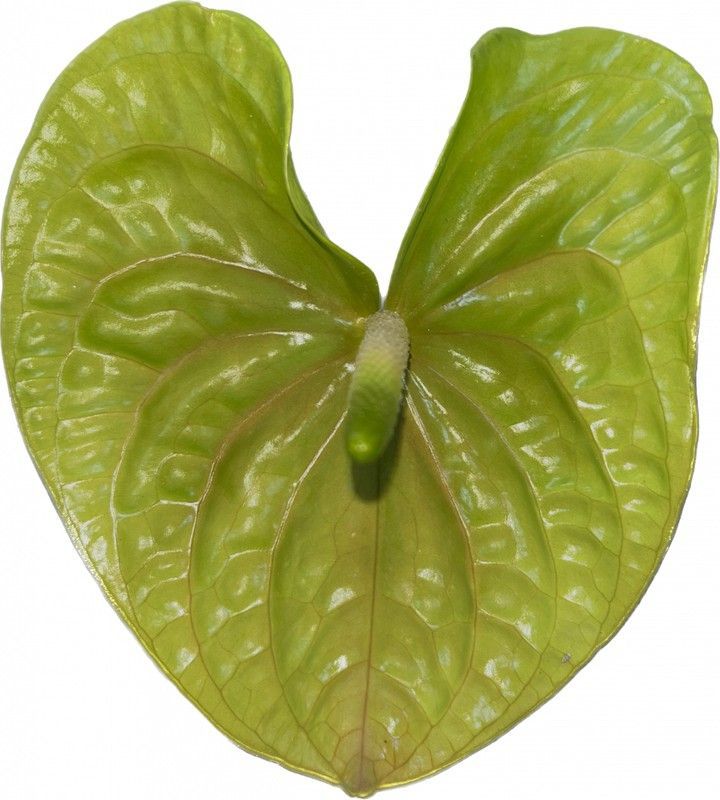 Anthurium Olivius