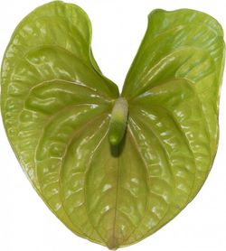 Anthurium Olivius