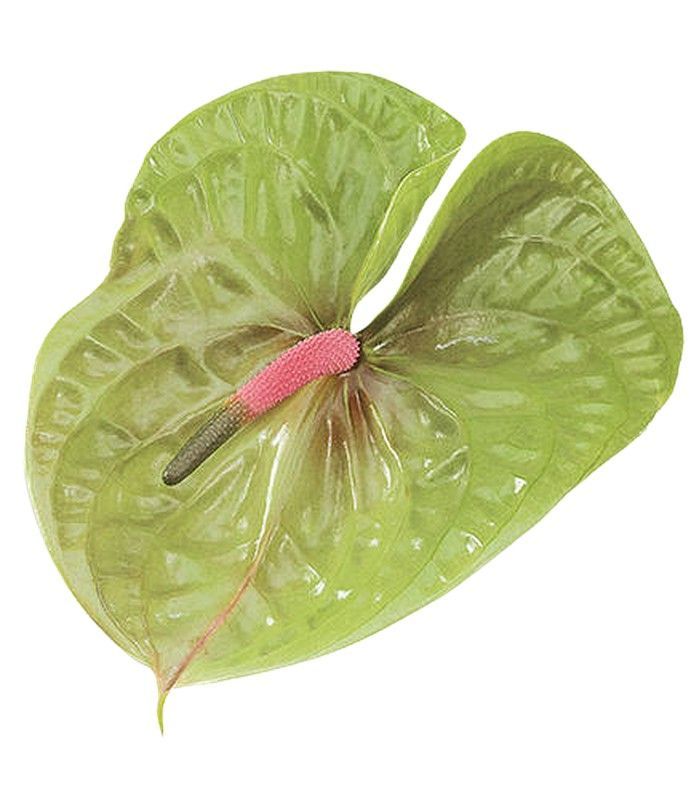 Anthurium Pistache