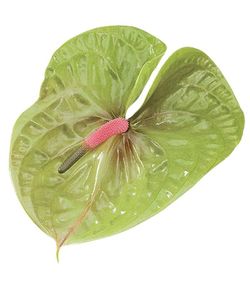 Anthurium Pistache
