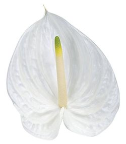Anthurium Presence