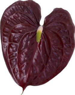 Anthurium Showtime