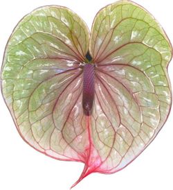 Anthurium Tequila