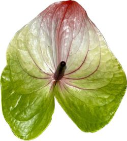 Anthurium Zafira