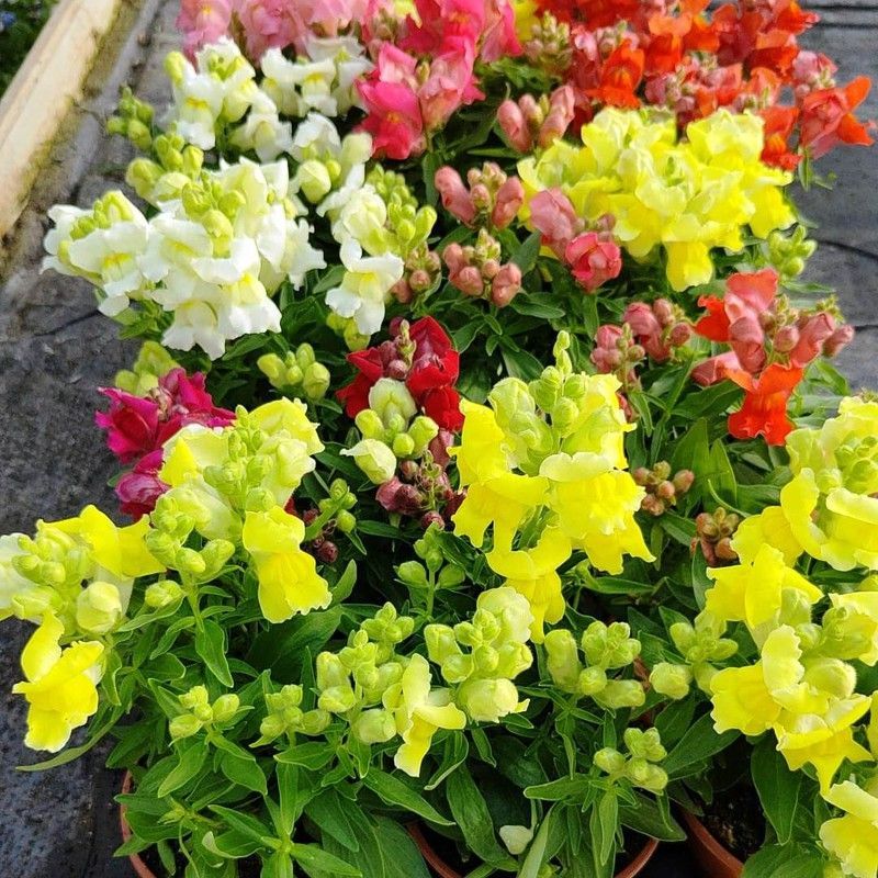 Antirrhinum Caja de 10/15 uds.