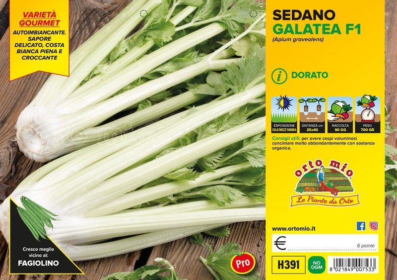 Apio Dorado Loretta 6 Plantas en Pack