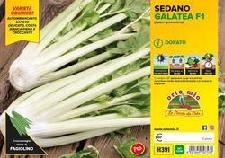 Apio Dorado Loretta 6 Plantas en Pack