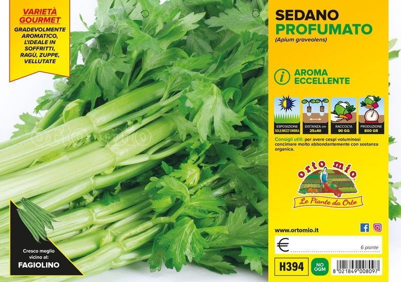 Apio Penca Perfumado Murcia 6 Plantas en Pack