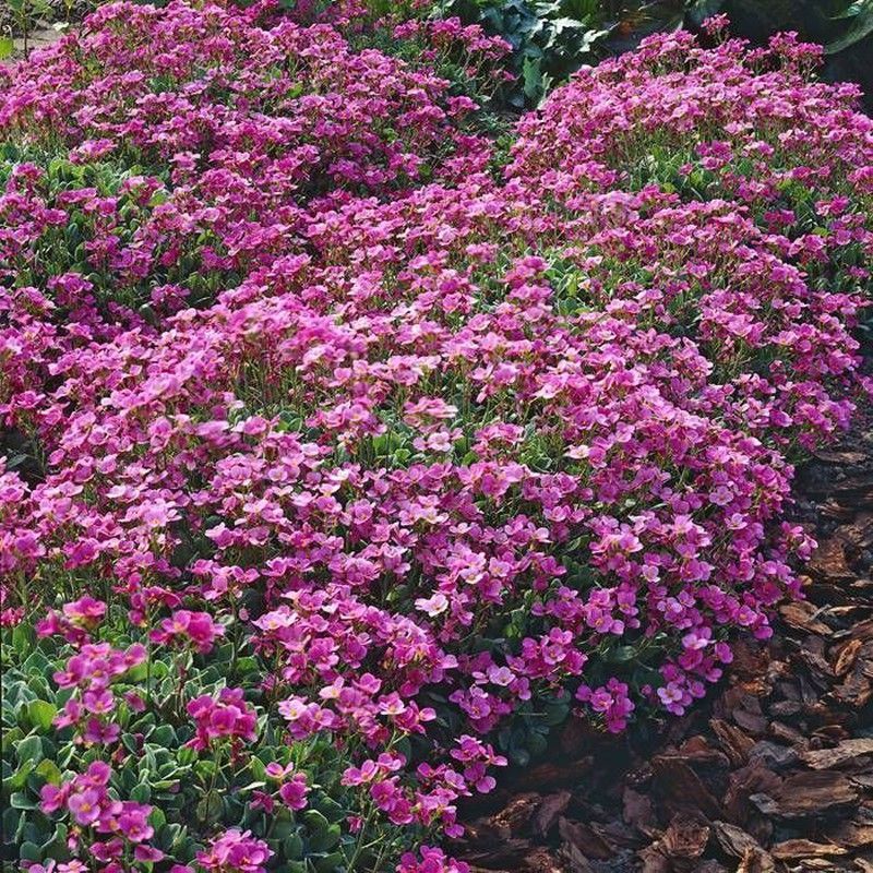 Arabis Caucasica Caja 6 uds.