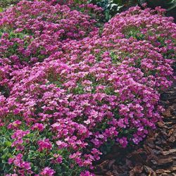 Arabis Caucasica Caja 6 uds.