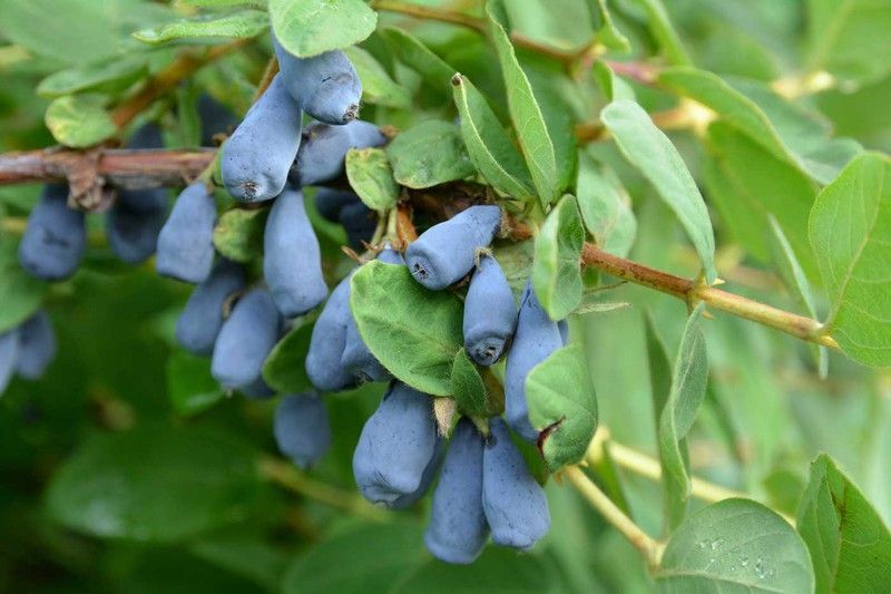 Arándano de Siberia, madreselva azul, Lonicera kamtschatica