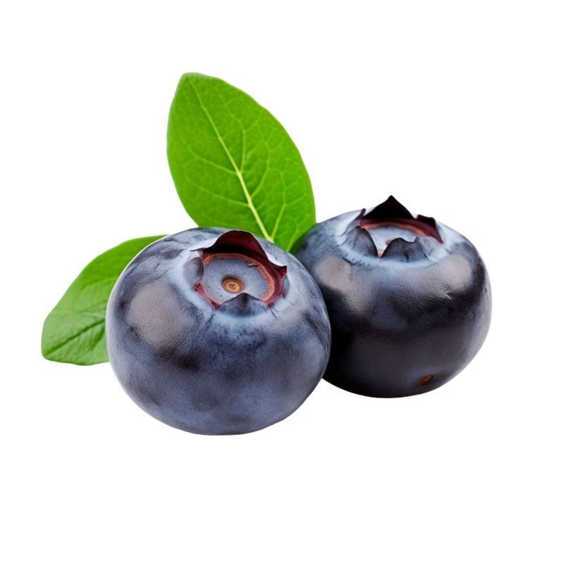 Arándano negro Blue gold, Vaccinium corymbosum "Bluegold"