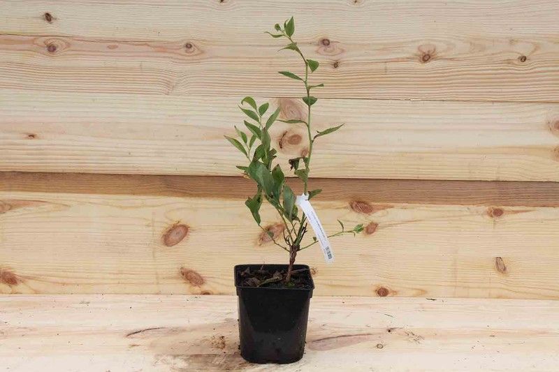 Arándano negro "Bluecrop", Vaccinium corymbosum