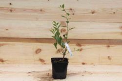 Arándano negro "Bluecrop", Vaccinium corymbosum