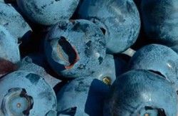 Arándano negro 'Brigitta'. Vaccinum corymbosum 'Brigitta'