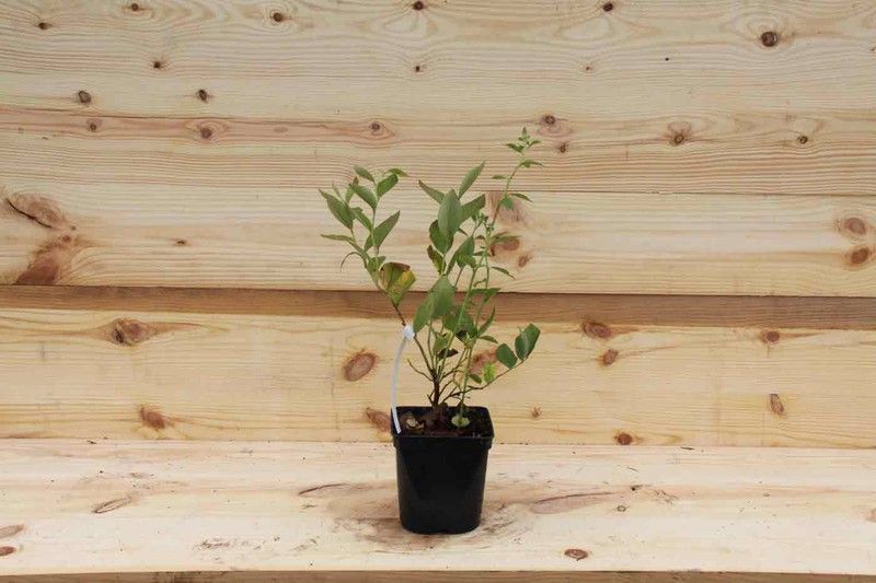 Arándano negro "Goldtraube"