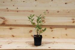 Arándano negro "Goldtraube"