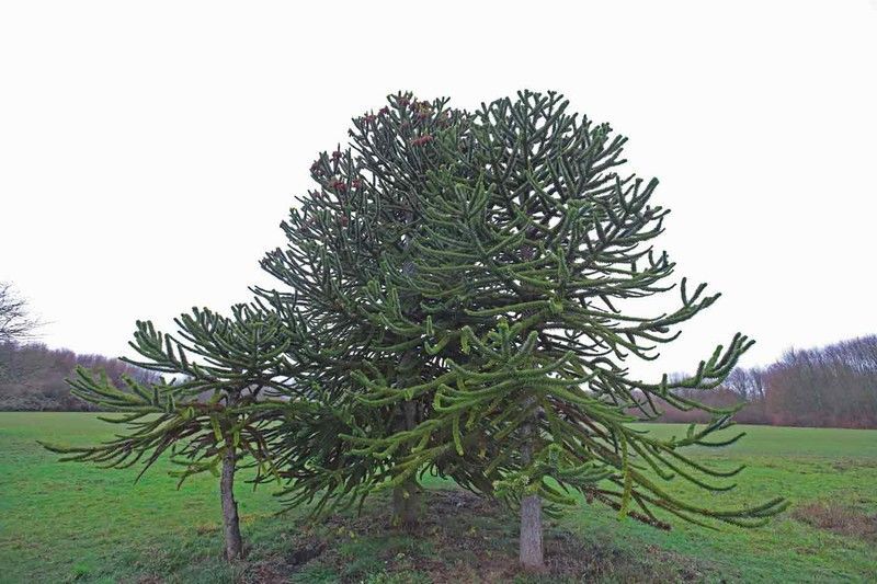 Araucaria araucana, pino araucano