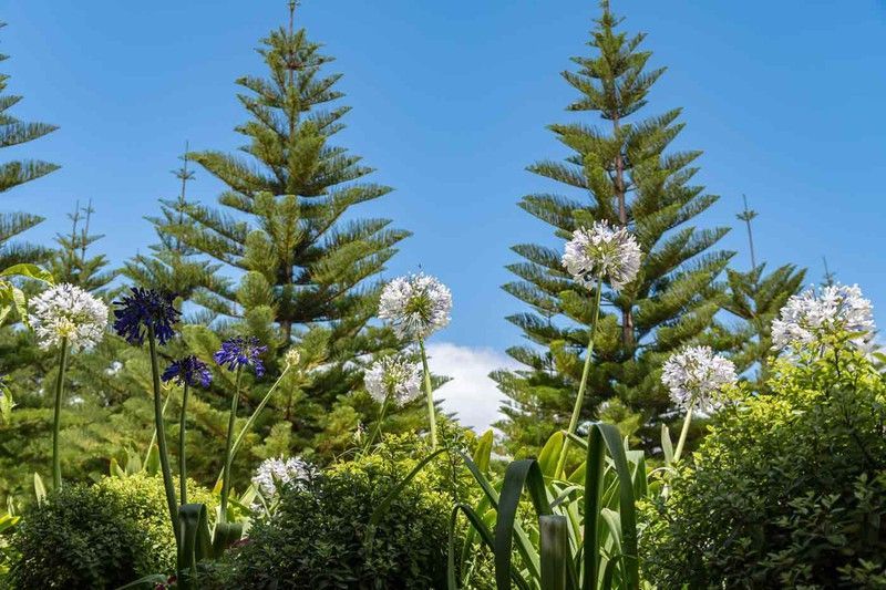 Araucaria heterophylla, araucaria excelsa