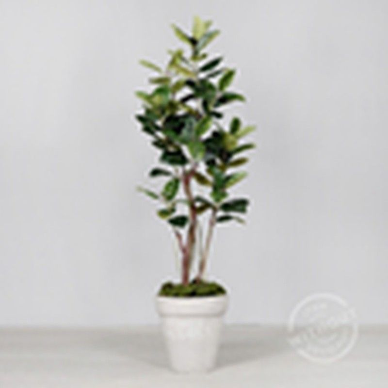 Arbol de Caucho en Maceta de Plástico Negro, 220cm