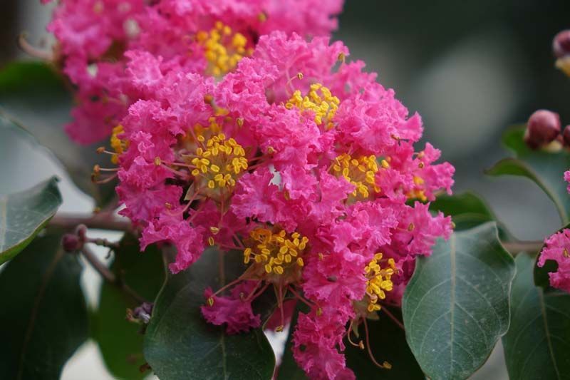 Árbol de Júpiter, Lagerstroemia indica rosea