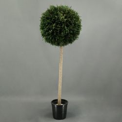 Árbol Thuja Bola Preservada