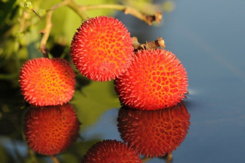 Arbutus unedo, madroño