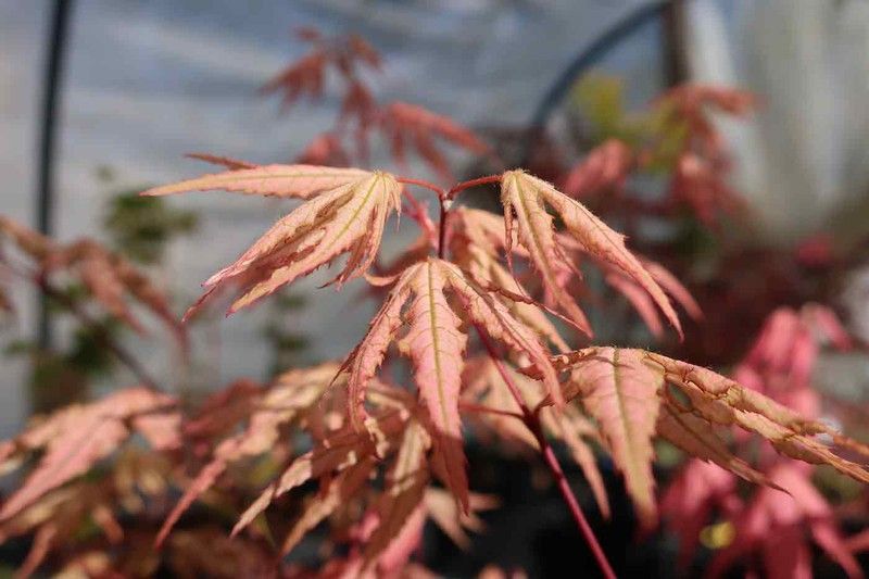Arce Aka shigitatsu sawa, Acer palmatum "Aka shigitatsu sawa"