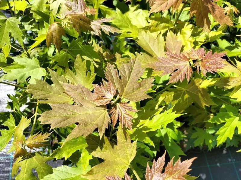 Arce de Florida, Acer saccharinum