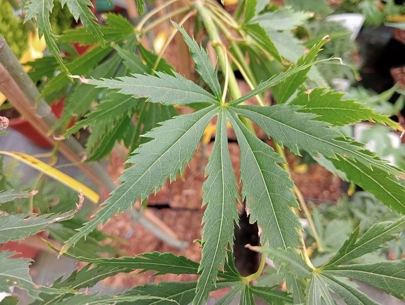 Arce japonés, Acer palmatum "Omure Yama"