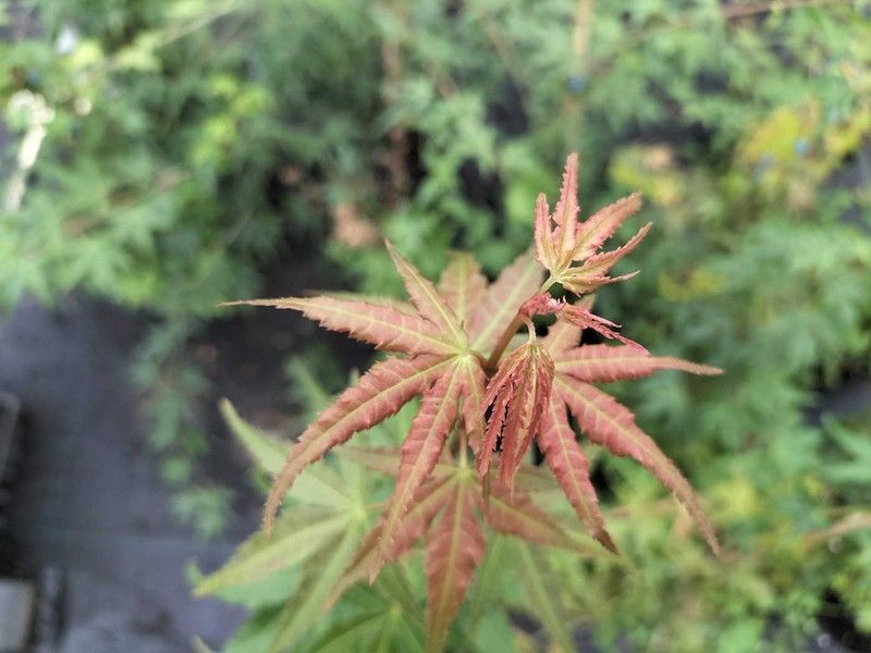 Arce japonés, arce palmeado, Acer palmatum