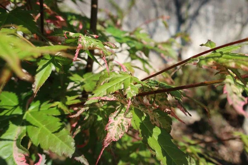 Arce japonés Asahi zuru, Acer palmatum "Asahi zuru".