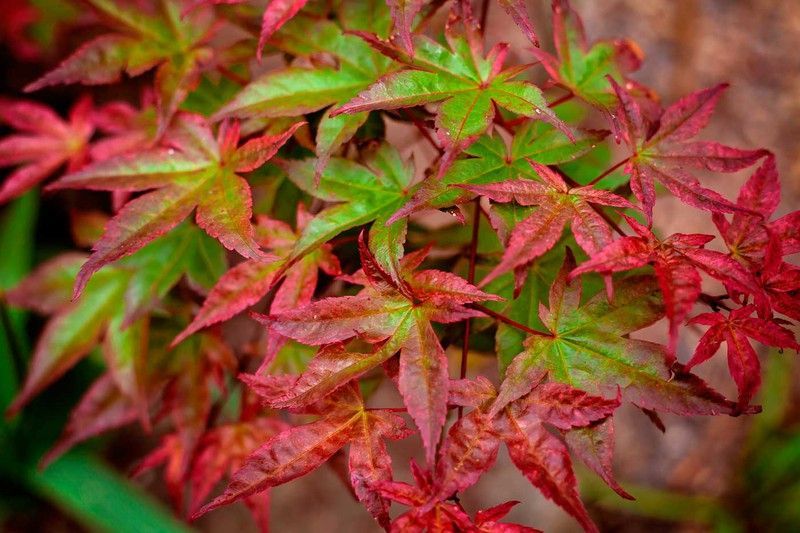 Arce japonés 'Beni Maiko', Acer palmatum "Beni maiko"