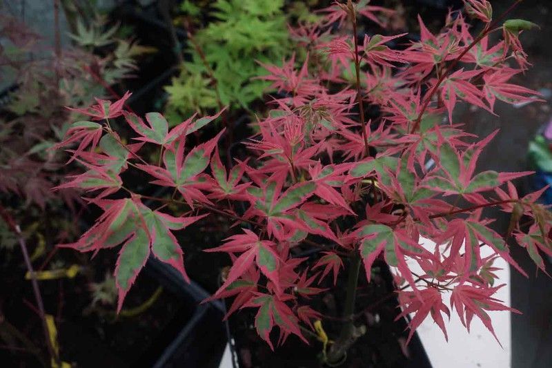 Arce japonés Beni shichihenge, Acer palmatum "Beni shichihenge"