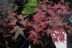 Arce japonés Beni shichihenge, Acer palmatum "Beni shichihenge"