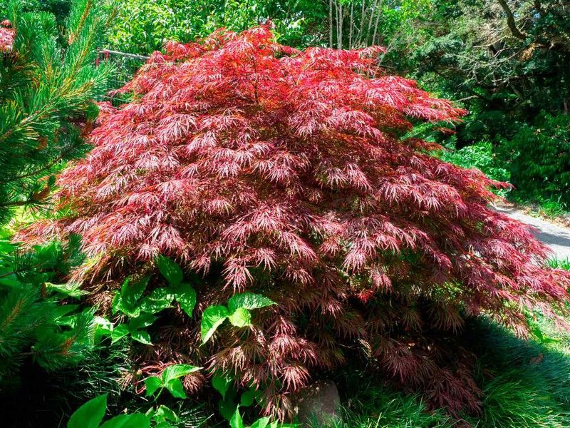 Arce japonés 'Crimson Queen', Acer palmatum "Crimson Queen"