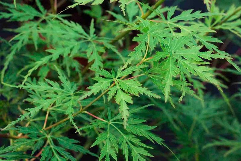 Arce japonés de hoja cortada 'Seiryu', Acer palmatum "Seiryu"