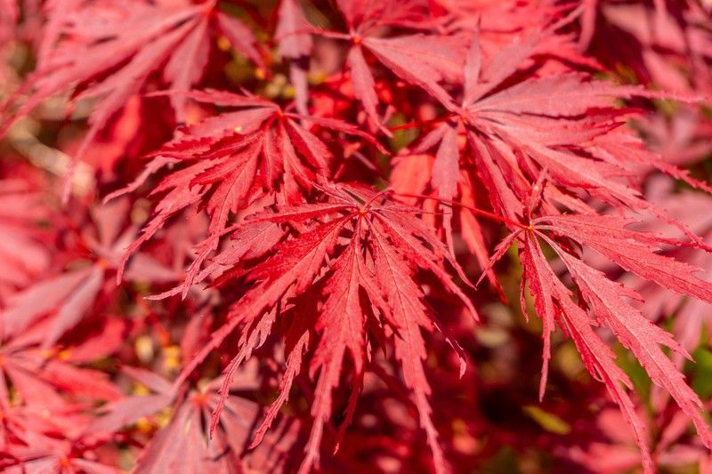Arce japonés 'Inaba Shidare', Acer palmatum "Inaba shidare"